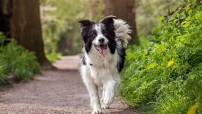 البحث عن كلبة بربطة عنق يثير سخرية الأردنيين