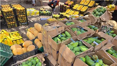  تبدأ من 12 جنيها، تراجع مفاجئ في أسعار 18 نوعًا من المانجو بعد زيادة المعروض