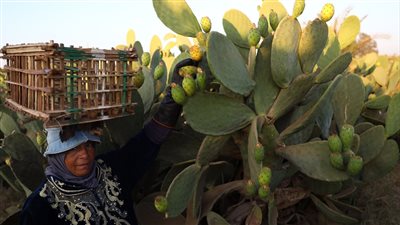 قرية ميت كنانة تنبض بالحياة مع بدء حصاد التين الشوكي في القليوبية (صور) 