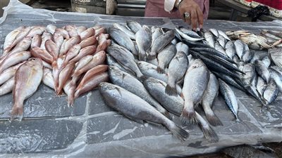 أسعار الأسماك اليوم، البلطي يسجل 63 جنيها في سوق العبور 