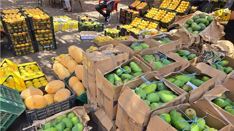 أسعار المانجو في