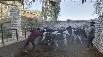تحصين 51% من الثروة الحيوانية خلال حملات بيطرية بالوادي الجديد 