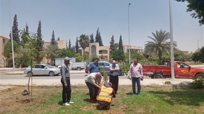إطلاق مبادرة لزراعة 3500 شجرة مُثمرة في مدينة الشروق