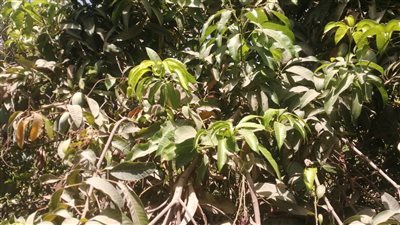 توصيات زراعة الأقصر للتعامل مع المانجو خلال يوليو وأغسطس 