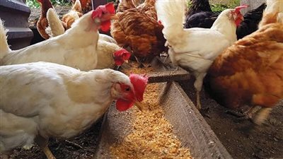 الذرة تعاود الارتفاع، تعرف على أسعار الأعلاف والحبوب بالأسواق