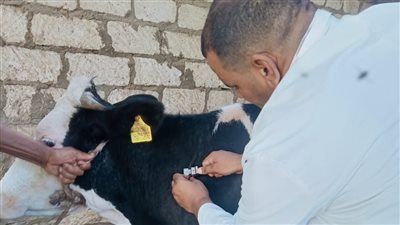 علاج 8895 رأس ماشية بحملات بيطرية في البحيرة