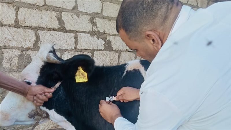 الطب البيطري بالبحيرة