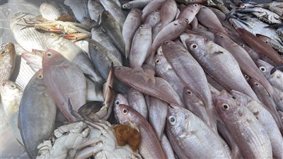 البلطي بـ85 جنيها، أنواع وأسعار الأسماك بمحافظة البحيرة (صور)