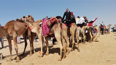 الوادي الجديد تحصد المركزين الأول والثاني في سباق الهجن بالعلمين