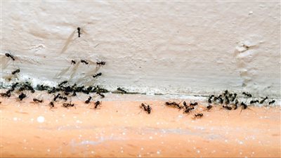 أبرزها القرنفل والقرفة، وصفات طبيعية للتخلص من النمل في منزلك