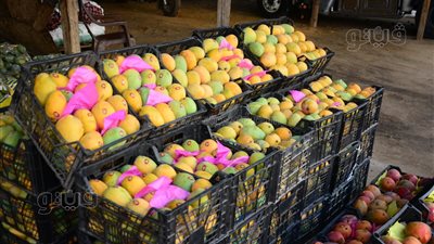 تعرف على أسعار المانجو في الأسواق بعد رفع سعر الوقود (صور)