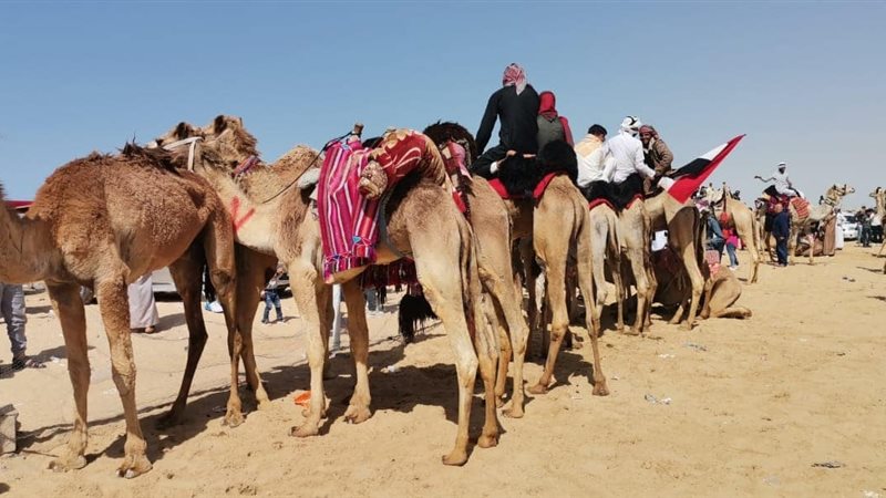 سباق الهجن، ڤيتو