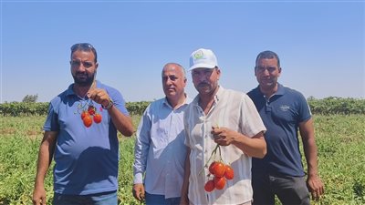 خير وفير ومقاومة للتغيرات المناخية، هل تضبط العروة الجديدة من الطماطم بالدقهلية جنون الأسعار (فيديو)