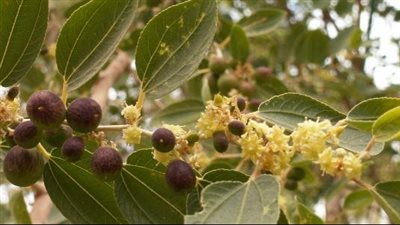 فوائد ورق السدر، مهم للشعر والبشرة ويحارب ديدان البطن