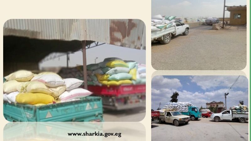  استمرار تدفق القمح