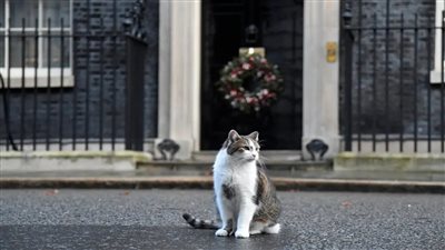 القط لاري يهدد سائق رئيس وزراء بريطانيا: سأريك من هو الرئيس هنا 