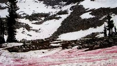 اللون الأحمر يكسو الأنهار الجليدية في روسيا