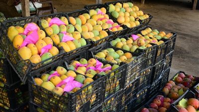 تعرف على أسعار الفاكهة في سوق الساحل (صور)