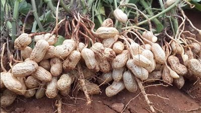 زراعة الجيزة تكشف أسباب نجاح زراعة الفول السوداني في مصر