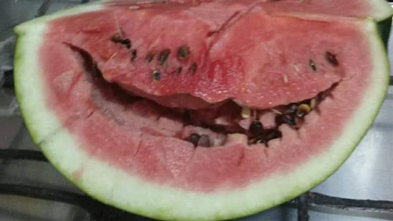 البطيخ الأسفنجي،