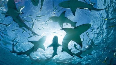 أول حالة ولادة عذرية في نوع أسماك قرش مهددة بالانقراض!