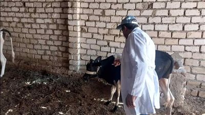 استمرار الحملة القومية ضد الحمى القلاعية وحمى الوادى المتصدع بالأقصر