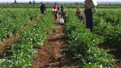 بعد التحذير من السيول، رئيس مركز تغير المناخ يكشف إجراءات حماية المحاصيل الزراعية 