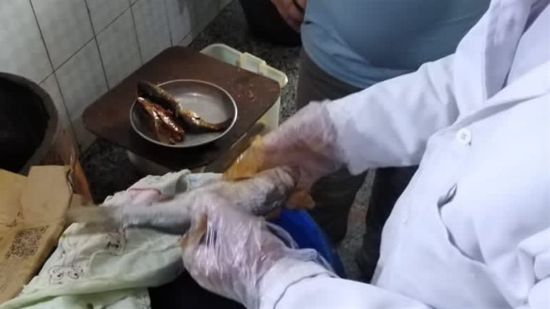 استجابة لـفيتو،حملة