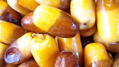 بشائر موسم الدميرة تهل على الوادي الجديد، أهالي الواحات يستعدون لحصاد البلح (فيديو) 