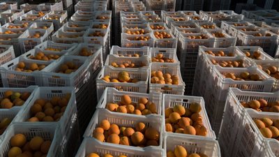 تعرف على أهم السلع الغذائية المصدرة خلال النصف الأول من العام الحالي 