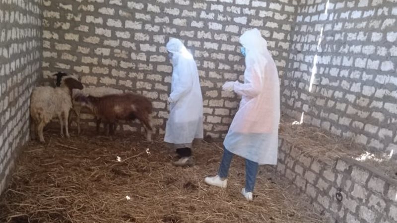 لجنة الفحص، ڤيتو