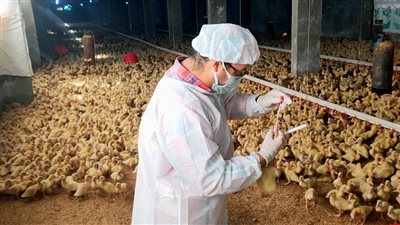 محافظ الاسكندرية: 20 مركزا لفحص وعلاج الدواجن 
