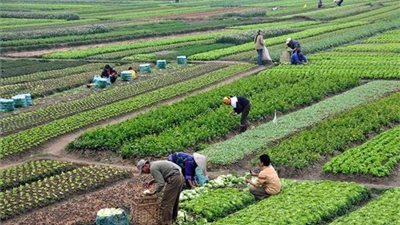 أخبار مصر | تفاصيل المعاش الجديد للمزارعين.. وأسعار تصوير الزفاف بالمناطق الأثرية