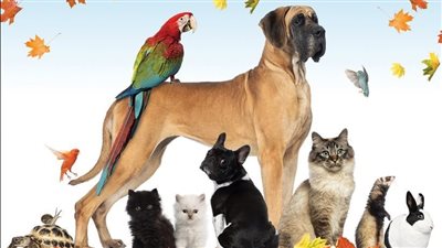 تربية الحيوانات الأليفة تجلب لك الحظ