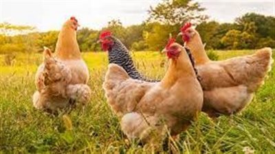 تفسير رؤية الدجاج في المنام وعلاقته بالسفر والزواج من صاحبة مال