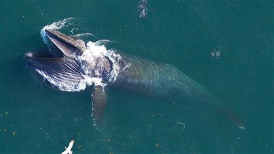 وحش أسطوري يعيش بيننا.. يوقع بـ6 ملايين ضحية يوميا|فيديو