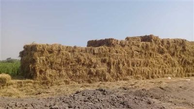 الزراعة تجمع أكثر من ٣٥٦ الف طن من قش الأرز من خلال ٣٠٦ مراكز تجميع 