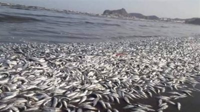 أسماك حية تظهر في السيول بمدينة الطائف السعودية | فيديو