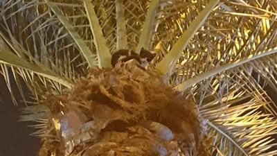 مش عارفة تنزل.. الحماية المدنية تنقذ قطة تسلقت نخلة في الإسماعيلية | صور