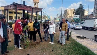 المنصورة بتتجمل.. تشجير شوارع المدينة بالكامل | فيديو 