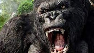 على غرار كينج كونج.. غوريلا عملاقة تنقض على السائحين| فيديو 