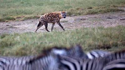  للمرة الأولى.. إصابة اثنين من الضباع بكورونا في أمريكا