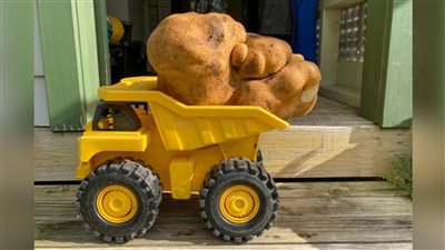 زوجان بنيوزيلندا يعثران على ثمرة بطاطا يعتقد بأنها الأكبر في العالم|صور 