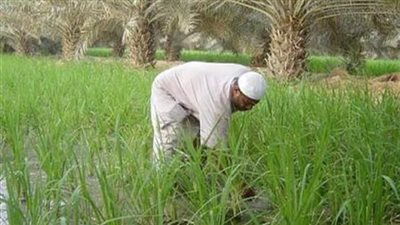 عيد الفلاح، نقيب الفلاحين يهنئ الرئيس والشعب المصري ويعلن عن احتفالية للمناسبة 