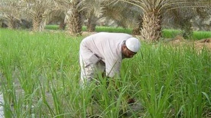الفلاح المصري، فيتو