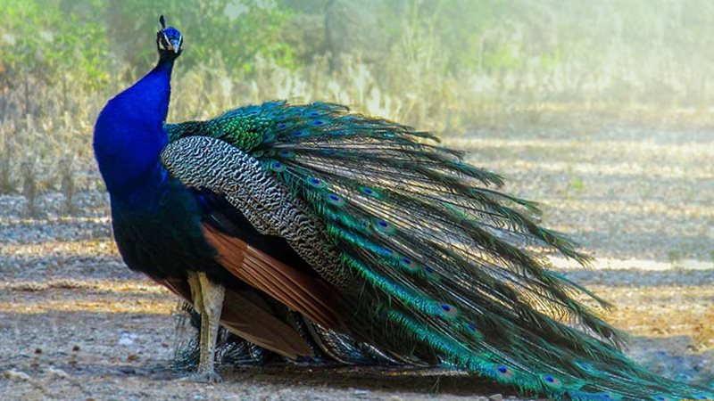 تفسير رؤية الطاووس