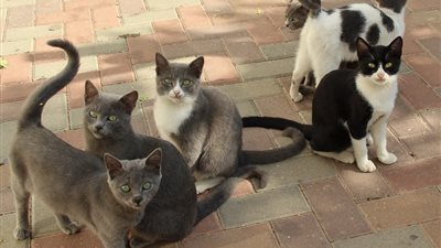 سيدة تحرر محضرا ضد جارتها بسبب قتلها القطط بحدائق الأهرام