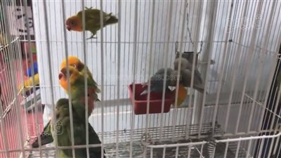 بغبغان وعصافير نادرة.. تعرف على أغرب أنواع الطيور وأسعارها | فيديو