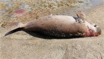 بعد العثور عليها أمام شاطئ سفاجا.. البيئة تكشف مصير عروس البحر النافقة