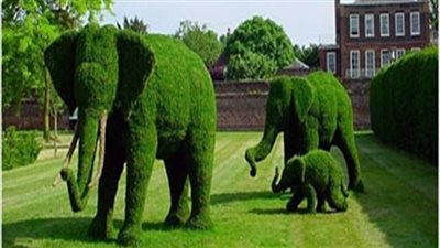 ما حكم الشرع في تكوين الأشجار على هيئة إنسان أو حيوان؟.. تعرف على رد الإفتاء 